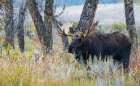 Bull moose, autumn color along the river bed Art Print